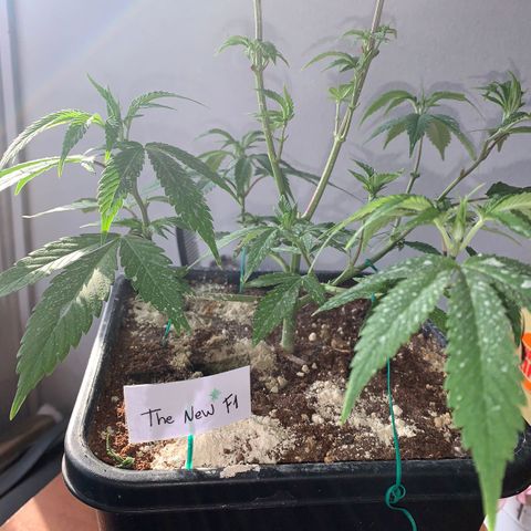 The new F1 growlog photo: Crece rápidamente y completamente saludable 