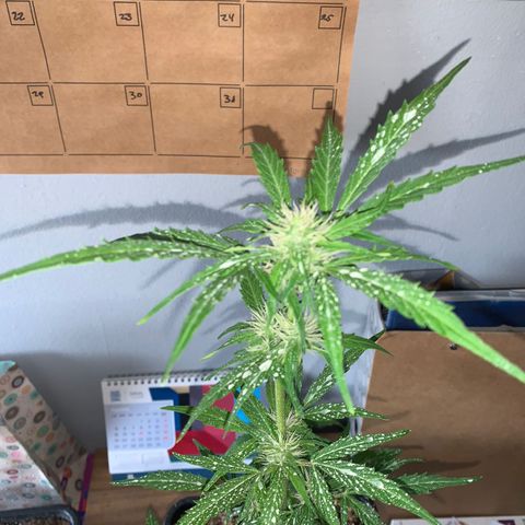 Gelatto auto growlog photo: Siguen creciendo los pistilos y la cantidad de resina en la planta va en constante aumento 
Aumento del olor de manera considerable 