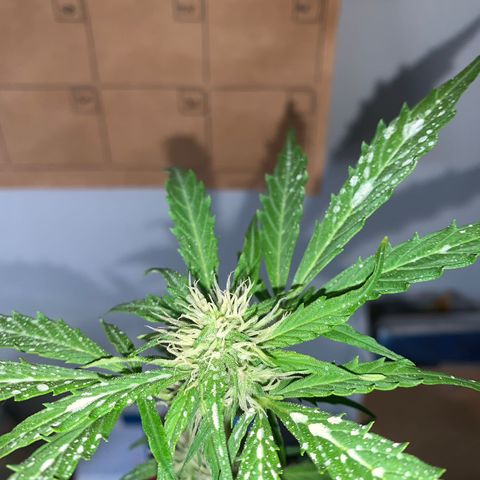 Gelatto auto growlog photo: Siguen creciendo los pistilos y la cantidad de resina en la planta va en constante aumento 
Aumento del olor de manera considerable 