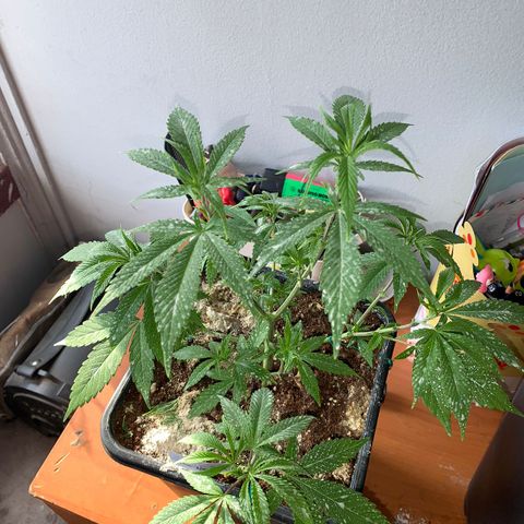 The new F1 growlog photo: Crece rápidamente y completamente saludable 