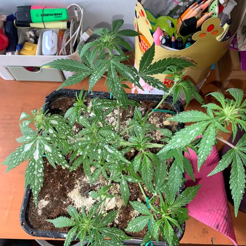 Sugar Black Rose F1 growlog photo: Crece con normalidad 
No presenta ningún tipo de problema 
Siguen saliendo nuevos brotes 