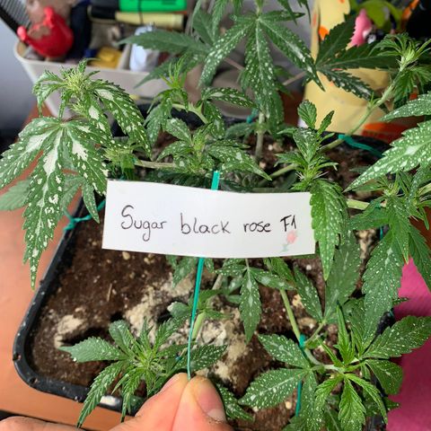 Sugar Black Rose F1 growlog photo: Crece con normalidad 
No presenta ningún tipo de problema 
Siguen saliendo nuevos brotes 