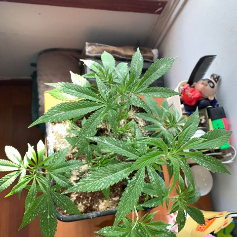 The new F1 growlog photo: Crece rápidamente y completamente saludable 