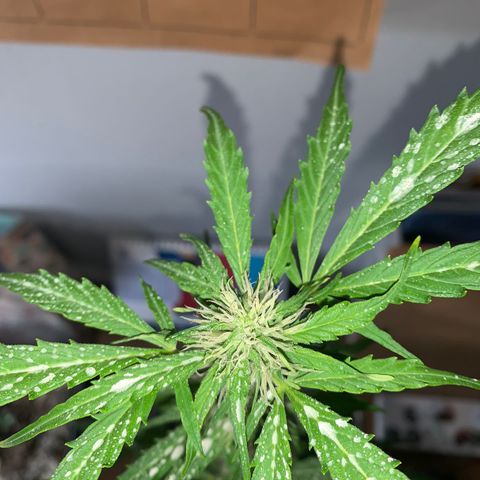 Gelatto auto growlog photo: Siguen creciendo los pistilos y la cantidad de resina en la planta va en constante aumento 
Aumento del olor de manera considerable 