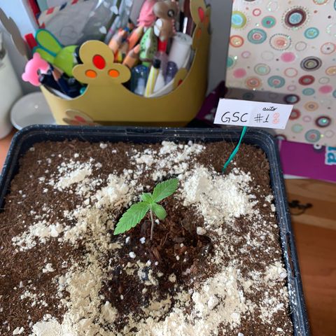 GSC AUTO SEEDSTOCKERS 1 growlog photo: Crece rápidamente y está en perfectas condiciones 