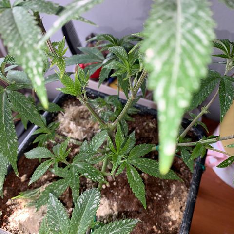 The new F1 growlog photo: Crece rápidamente y completamente saludable 