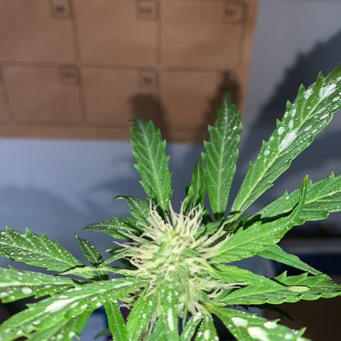 Gelatto auto growlog photo: Siguen creciendo los pistilos y la cantidad de resina en la planta va en constante aumento 
Aumento del olor de manera considerable 