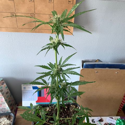 Gelatto auto growlog photo: Siguen creciendo los pistilos y la cantidad de resina en la planta va en constante aumento 
Aumento del olor de manera considerable 