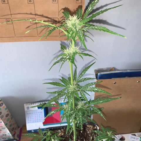 Gelatto auto growlog photo: Siguen creciendo los pistilos y la cantidad de resina en la planta va en constante aumento 
Aumento del olor de manera considerable 