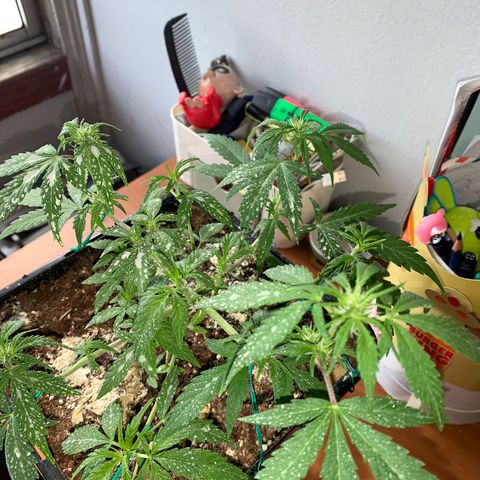 Sugar Black Rose F1 growlog photo: Crece con normalidad 
No presenta ningún tipo de problema 
Siguen saliendo nuevos brotes 