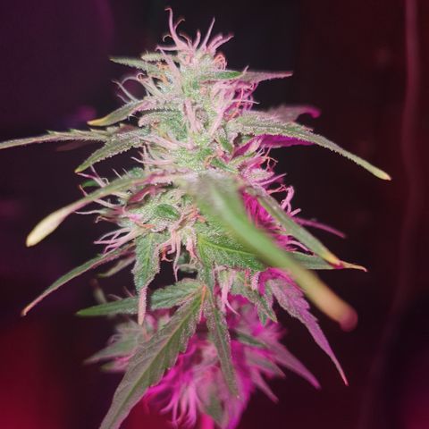 Gelatto auto growlog timeline photo