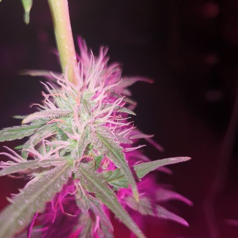 Gelatto auto growlog timeline photo