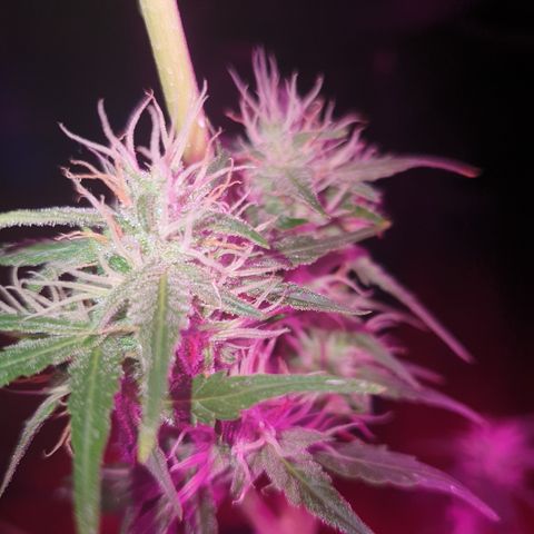 Gelatto auto growlog timeline photo