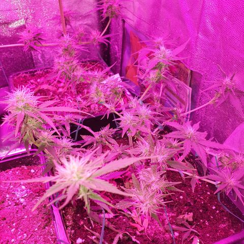 Sugar Black Rose F1 growlog timeline photo