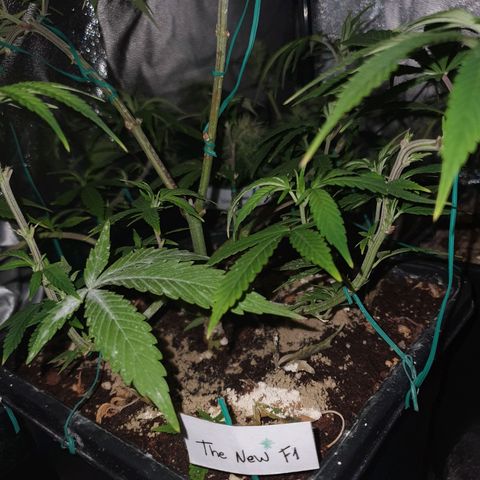 The new F1 growlog photo: Planta en perfectas condiciones 
Las puntas de las hojas están tomando un tono rojizo-morado propio de la variedad cultivada 