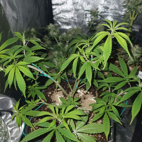 The new F1 growlog photo: Planta en perfectas condiciones 
Las puntas de las hojas están tomando un tono rojizo-morado propio de la variedad cultivada 