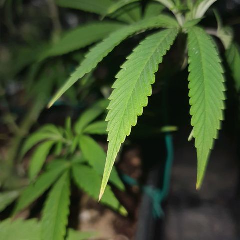 The new F1 growlog photo: Planta en perfectas condiciones 
Las puntas de las hojas están tomando un tono rojizo-morado propio de la variedad cultivada 