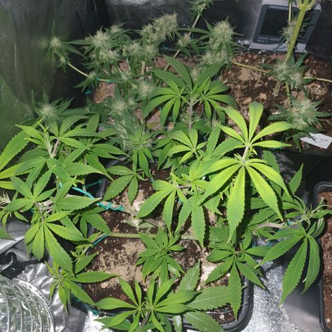 The new F1 growlog photo: Planta en perfectas condiciones 
Las puntas de las hojas están tomando un tono rojizo-morado propio de la variedad cultivada 
