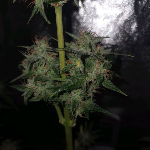 Gelatto auto growlog photo: Planta en perfectas condiciones
Siguen engordando y quedan pistilos blancos todavía 