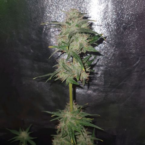 Gelatto auto growlog photo: Planta en perfectas condiciones
Siguen engordando y quedan pistilos blancos todavía 