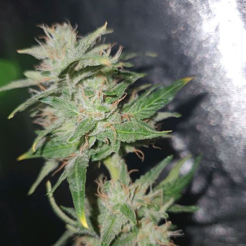 Gelatto auto growlog photo: Planta en perfectas condiciones
Siguen engordando y quedan pistilos blancos todavía 