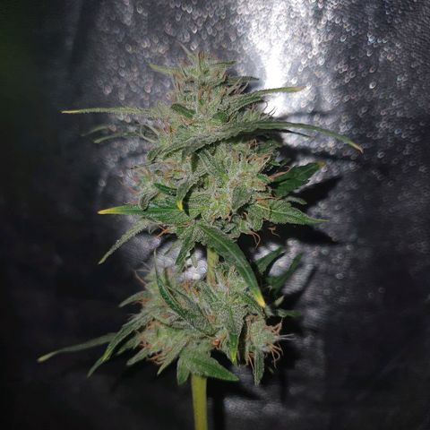 Gelatto auto growlog photo: Planta en perfectas condiciones
Siguen engordando y quedan pistilos blancos todavía 