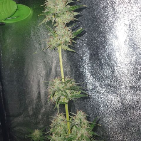 Gelatto auto growlog photo: Planta en perfectas condiciones
Siguen engordando y quedan pistilos blancos todavía 