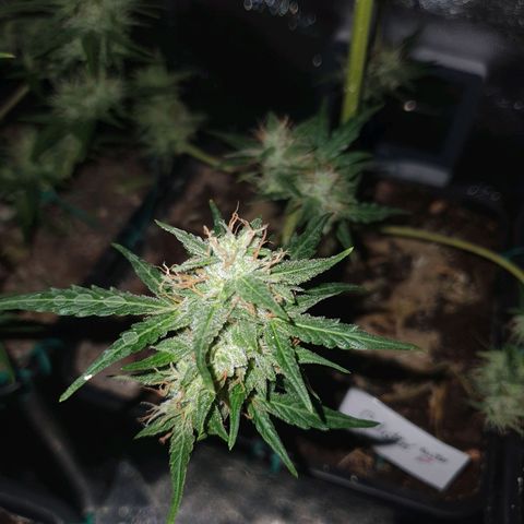 Gelatto auto growlog photo: Planta en perfectas condiciones
Siguen engordando y quedan pistilos blancos todavía 