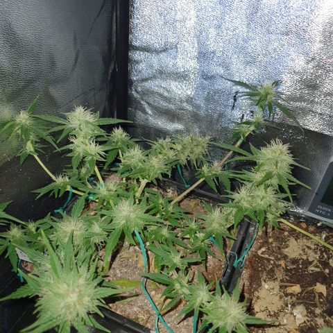 Sugar Black Rose F1 growlog photo: Planta en fase inicial de Floración 
Esta en perfectas condiciones
Esta generando alta cantidad de resina