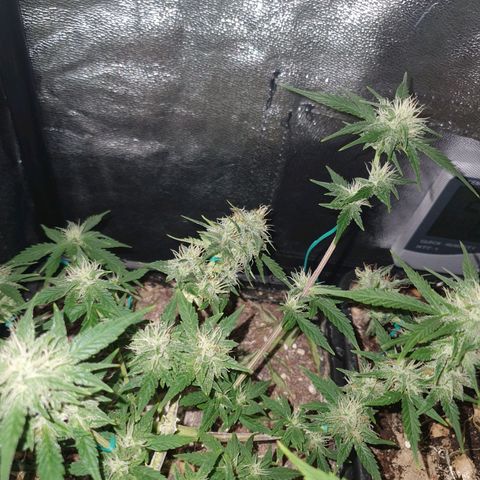 Sugar Black Rose F1 growlog photo: Planta en fase inicial de Floración 
Esta en perfectas condiciones
Esta generando alta cantidad de resina