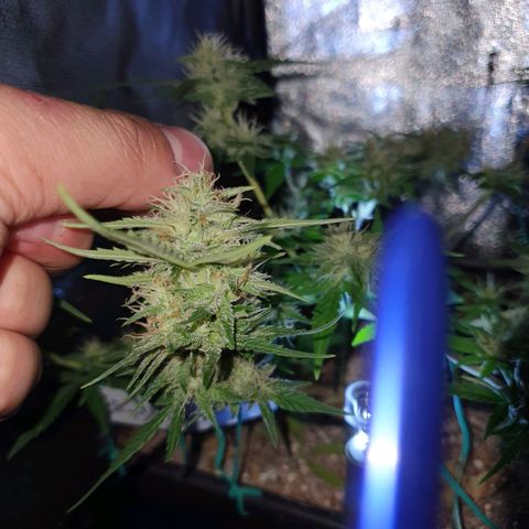 Sugar Black Rose F1 growlog photo: Planta en fase inicial de Floración 
Esta en perfectas condiciones
Esta generando alta cantidad de resina