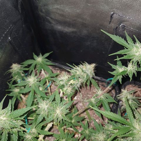 Sugar Black Rose F1 growlog photo: Planta en fase inicial de Floración 
Esta en perfectas condiciones
Esta generando alta cantidad de resina