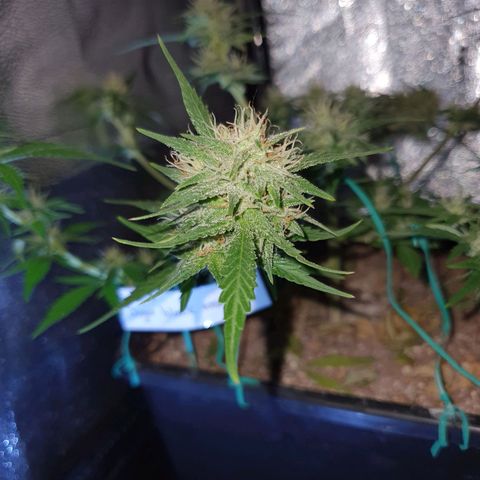 Sugar Black Rose F1 growlog photo: Planta en fase inicial de Floración 
Esta en perfectas condiciones
Esta generando alta cantidad de resina