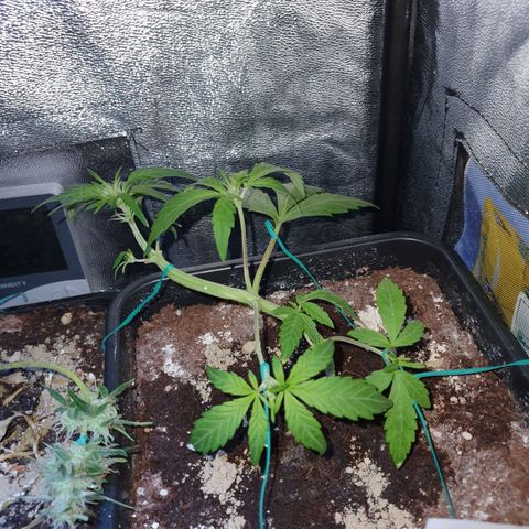 GSC AUTO SEEDSTOCKERS 1 growlog photo: Muestra signos de prefloracion
Crece rápidamente 
Esta en perfectas condiciones 
