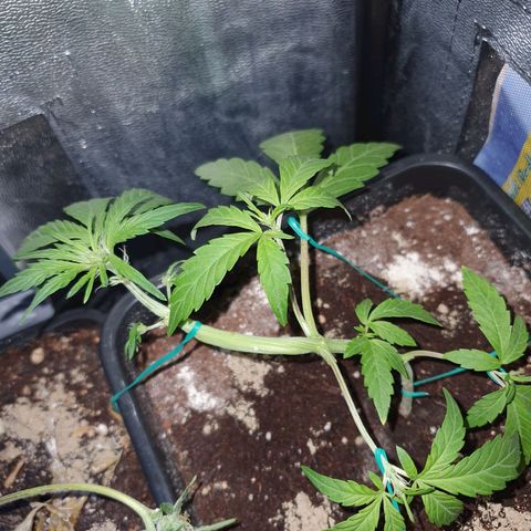 GSC AUTO SEEDSTOCKERS 1 growlog photo: Muestra signos de prefloracion
Crece rápidamente 
Esta en perfectas condiciones 