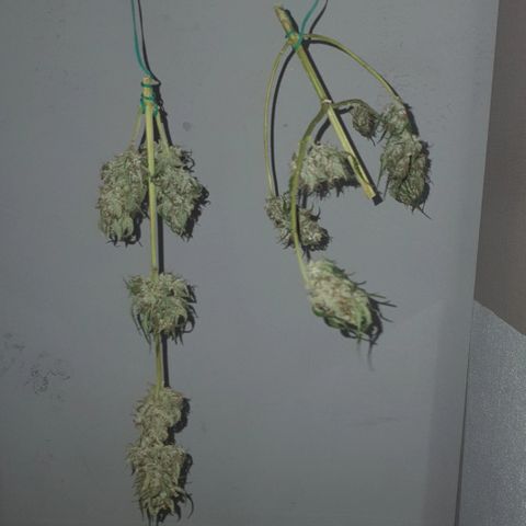 Gelatto auto growlog timeline photo