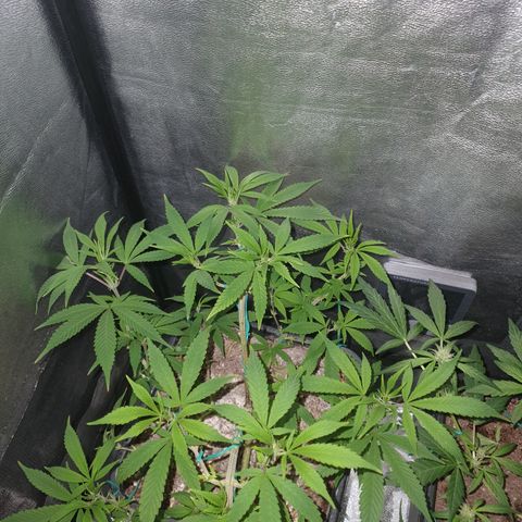 The new F1 growlog photo: Presenta los primeros signos de prefloracion 
Esta en perfectas condiciones 