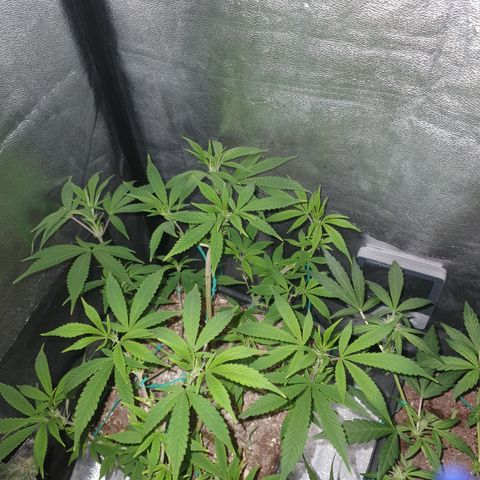 The new F1 growlog photo: Presenta los primeros signos de prefloracion 
Esta en perfectas condiciones 