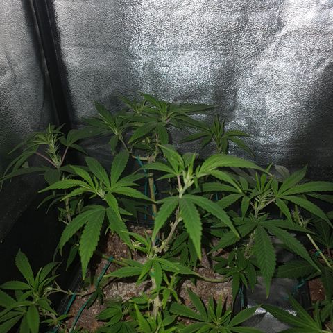 The new F1 growlog photo: Presenta los primeros signos de prefloracion 
Esta en perfectas condiciones 