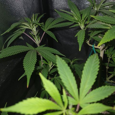 The new F1 growlog photo: Presenta los primeros signos de prefloracion 
Esta en perfectas condiciones 