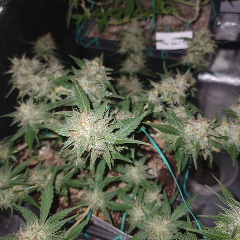 Sugar Black Rose F1 growlog photo: Esta en fase de engorde 
Exquisita gama de terrenos
Alta cantidad de resina