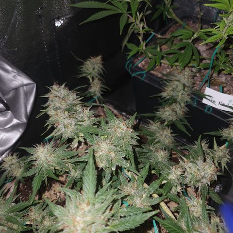 Sugar Black Rose F1 growlog photo: Esta en fase de engorde 
Exquisita gama de terrenos
Alta cantidad de resina