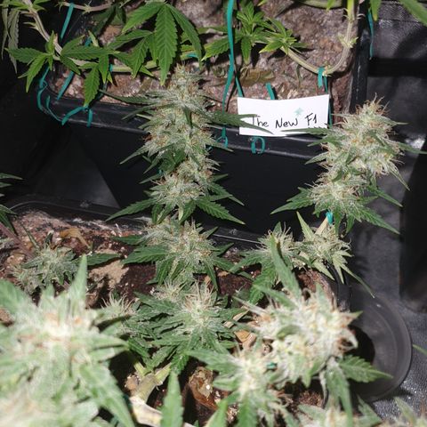 Sugar Black Rose F1 growlog photo: Esta en fase de engorde 
Exquisita gama de terrenos
Alta cantidad de resina