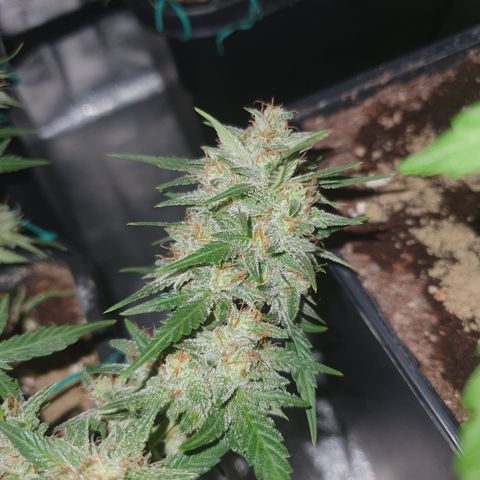 Sugar Black Rose F1 growlog photo: Esta en fase de engorde 
Exquisita gama de terrenos
Alta cantidad de resina