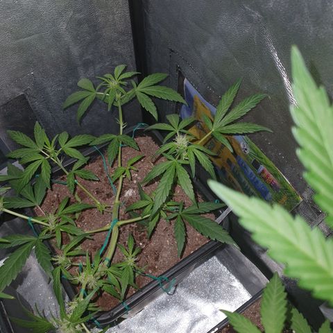 GSC AUTO SEEDSTOCKERS 1 growlog timeline photo