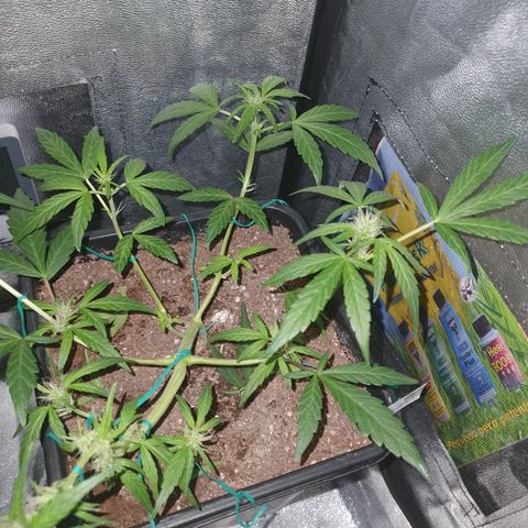 GSC AUTO SEEDSTOCKERS 1 growlog timeline photo