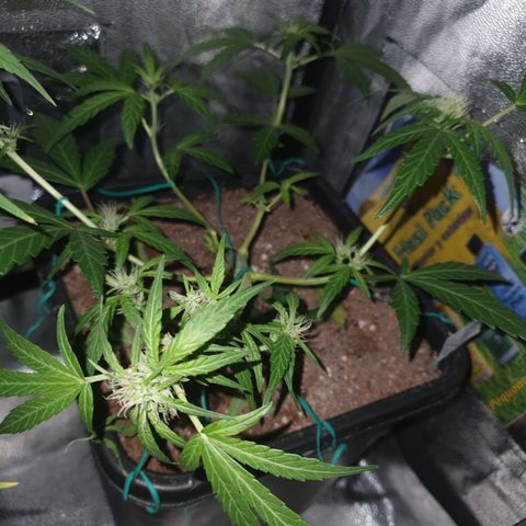 GSC AUTO SEEDSTOCKERS 1 growlog timeline photo