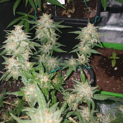 Sugar Black Rose F1 growlog timeline photo