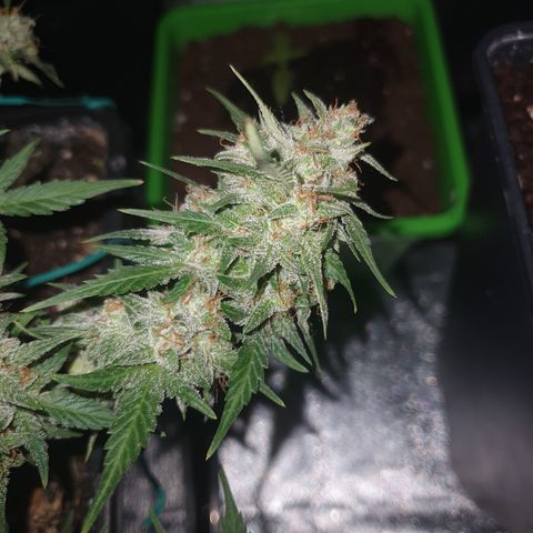 Sugar Black Rose F1 growlog timeline photo