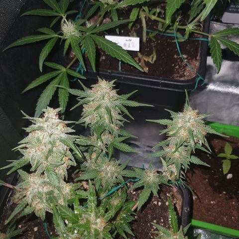 Sugar Black Rose F1 growlog timeline photo